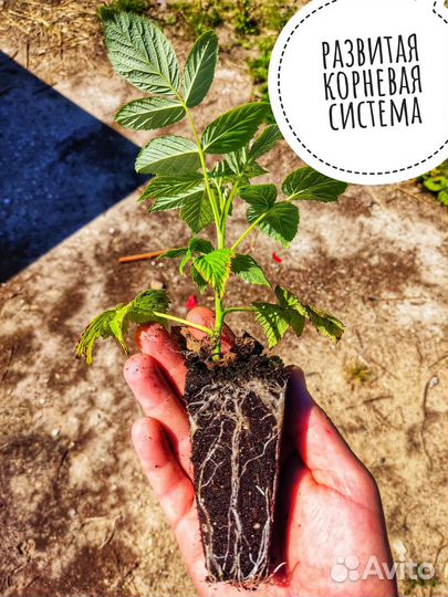 Кассетная рассада малины разных сортов