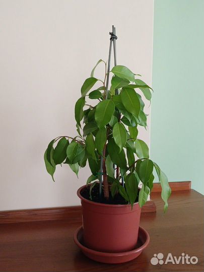 Фикусы Бенджамина