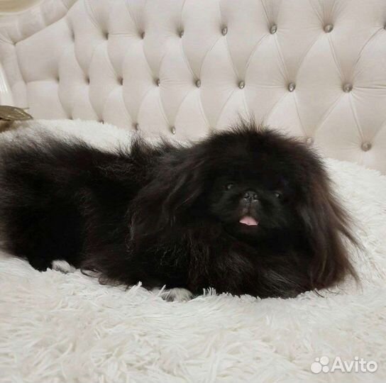 Вязка пекинес