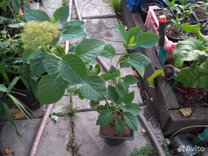 Гортензия древовидная Меджикал Пинкербелл