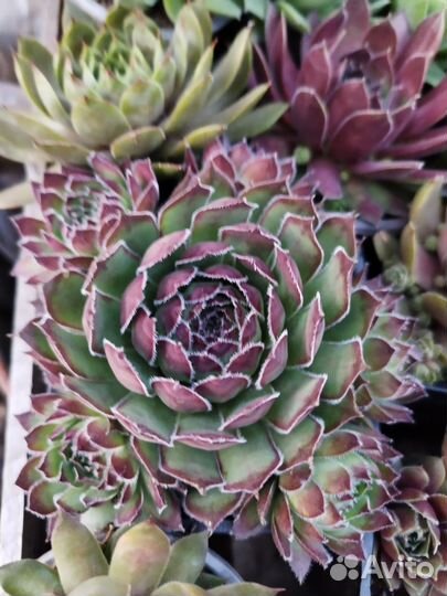 Молодило сортовые