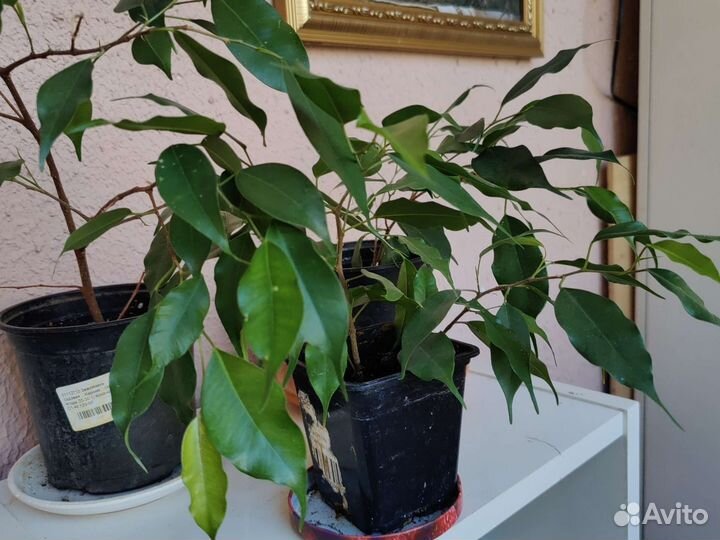 Фикус бельджамина