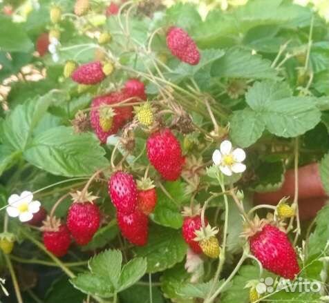 Ягоды земляники садовой