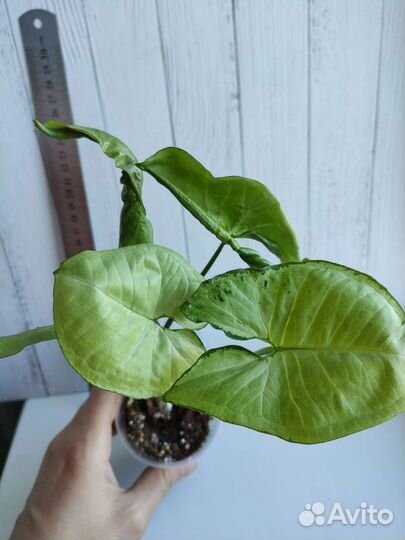 Сингониумы сортовые