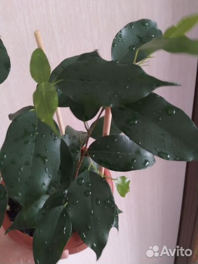 Фикус бенджамина