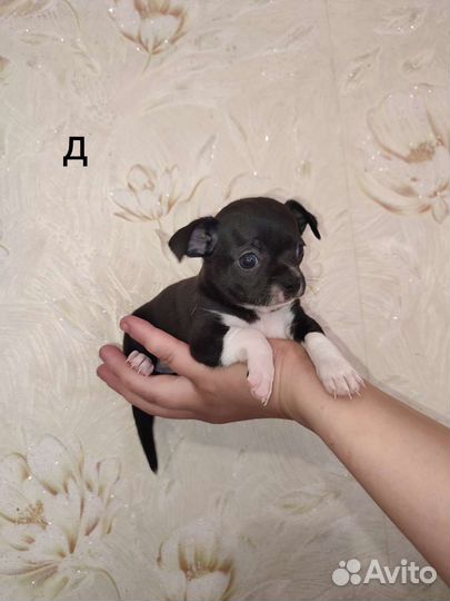 Щенки чихуахуа