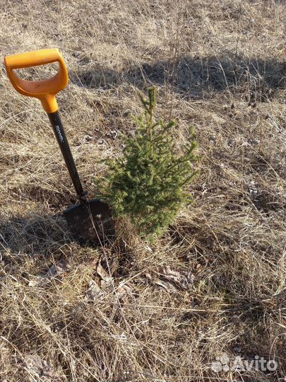 Ель сибирская