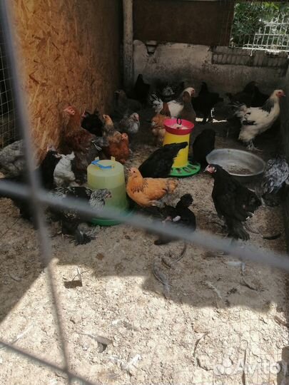 Петухи брама