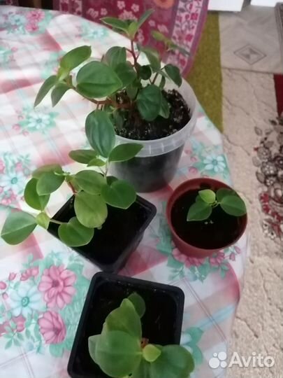 Мюленбекия