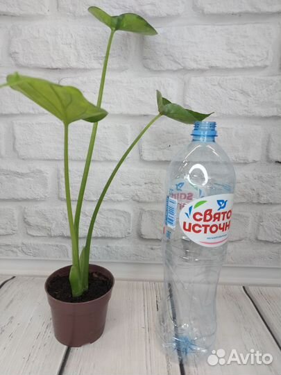 Монстера тайское созвездие, алоказия куккулата