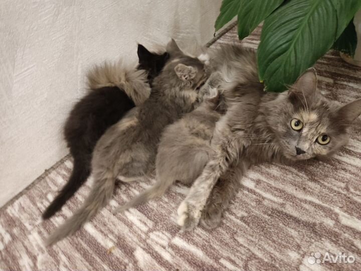 Котята мейн-кун в добрые руки