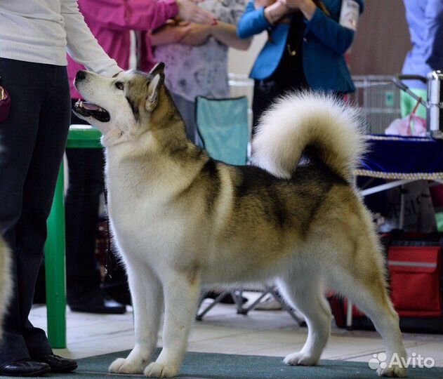 Добросовестная передержка Вашей собаки