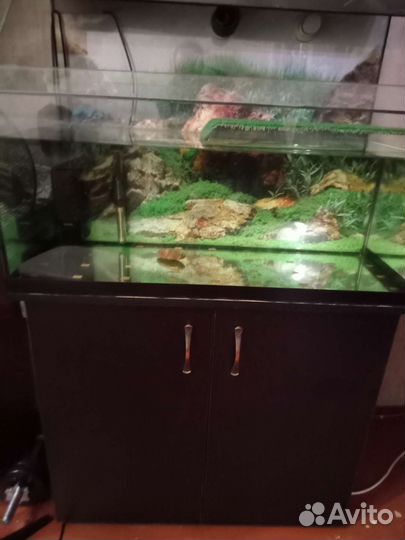 Аквариум для черепах
