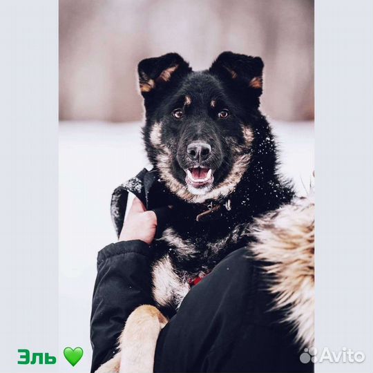 Собака настоящий и верный друг в добрые руки