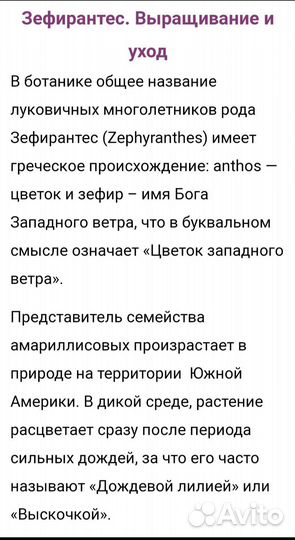 Зефирантес (Дождевая лилия)