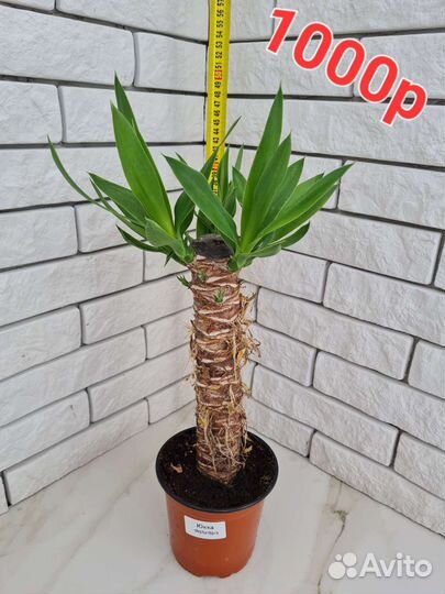 Юкка пальма комнатная