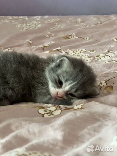 Британские котята