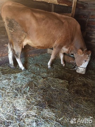 Корова дойная