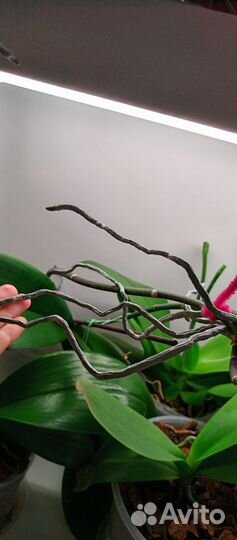 Орхидея фаленопсис бабочка