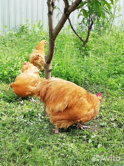 Цыплята Брама, Орпингтон