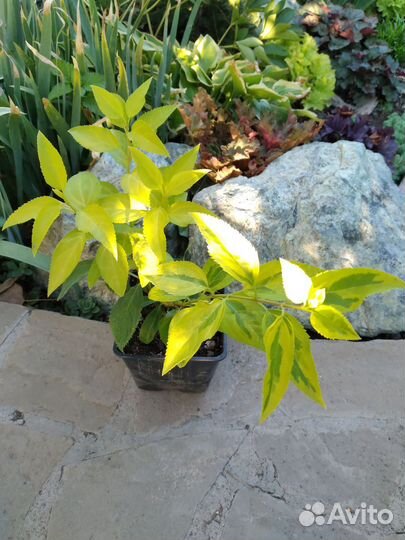 Кустарники и др садовые растения