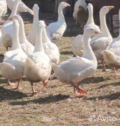 Продам гусей