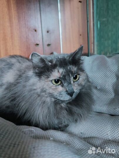 Шикарная кошечка