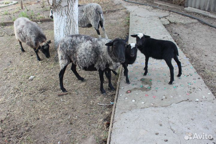 Овцы бараны ягнята
