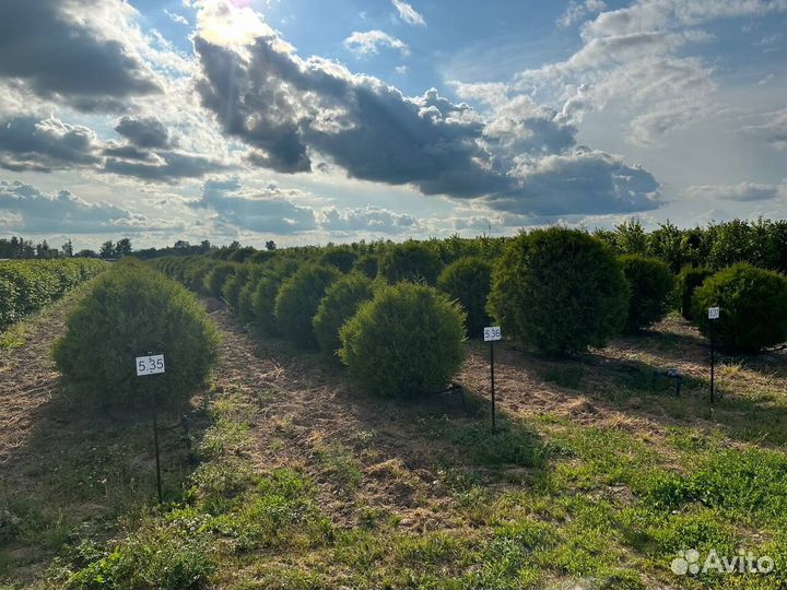 Инвестиции в питомник растений