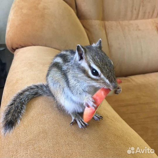 Бурундуки бурундучки