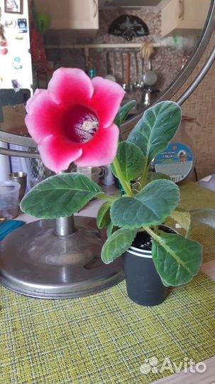 Глоксинья цветущая