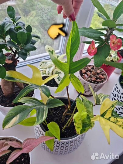 Филодендрон