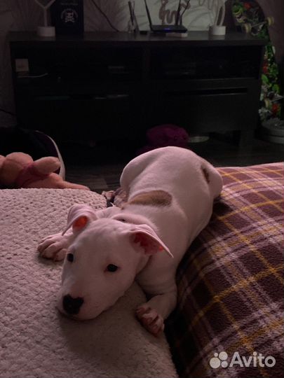 Бультерьер