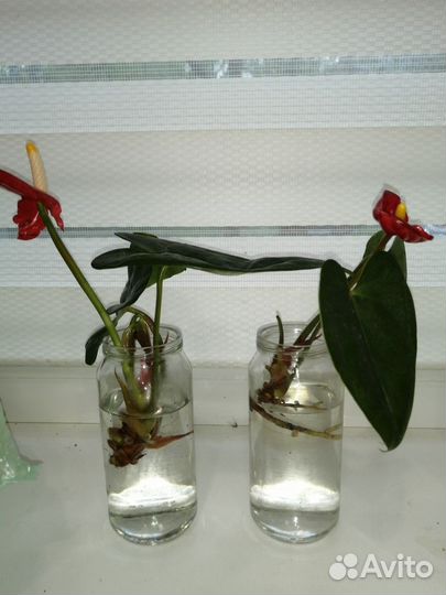 Антуриум, Замиакулькас