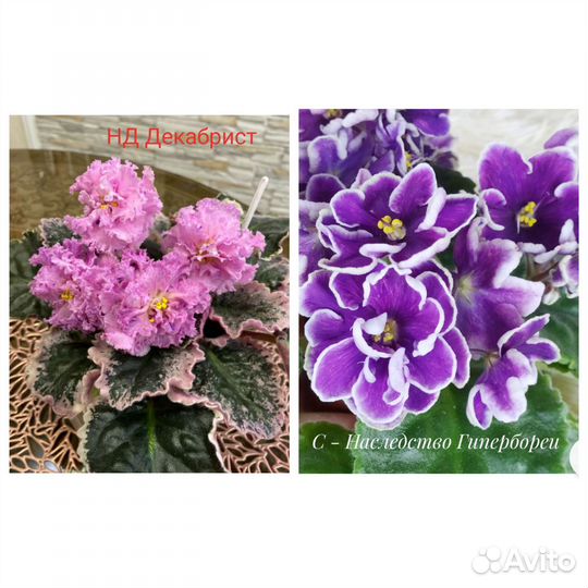 Детки сортовых фиалок