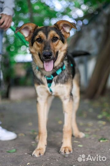 Собака Флора в приюте