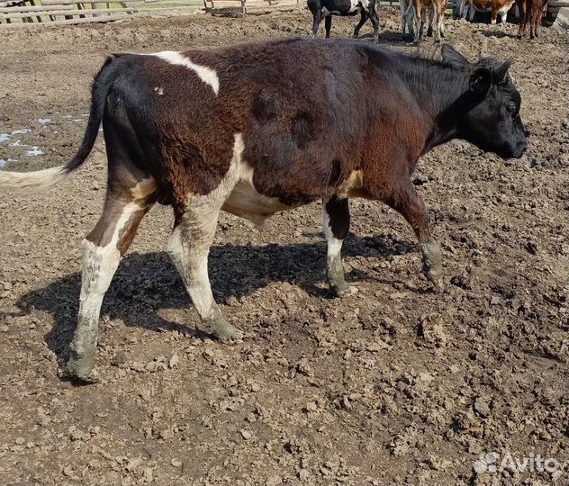 Бычок теленок