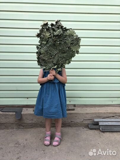 Веники для бани дубовые