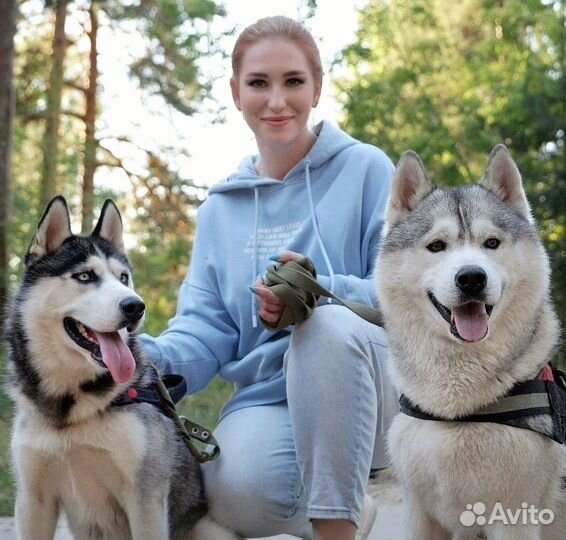 Сибирский хаски вязка
