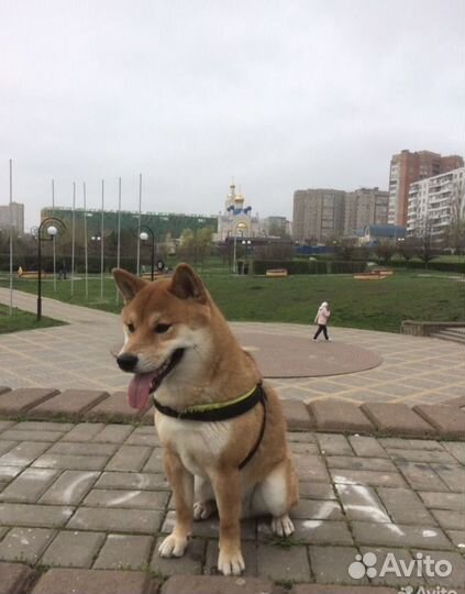 Кобель на вязку. сиба-ину