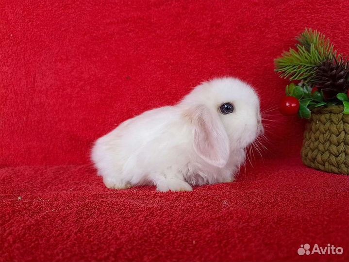 Мини кролики из питомника