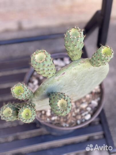 Кактус опунция