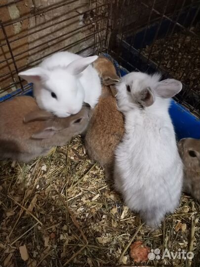 Морская свинка, кролики декоративные