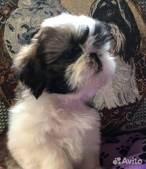 Щенки ши-тцу