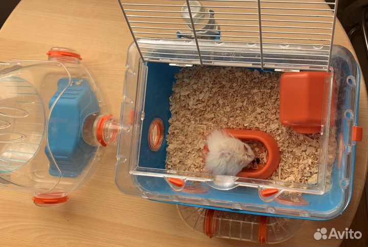 Хомяк с клеткой