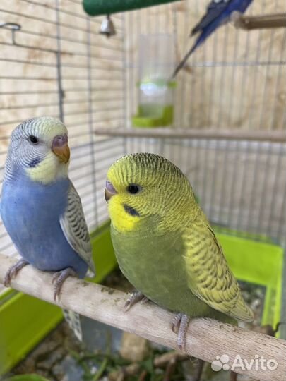 Птенцы волнистый попугай