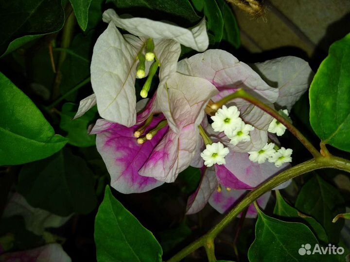 Бугенвиллия Miss Universe