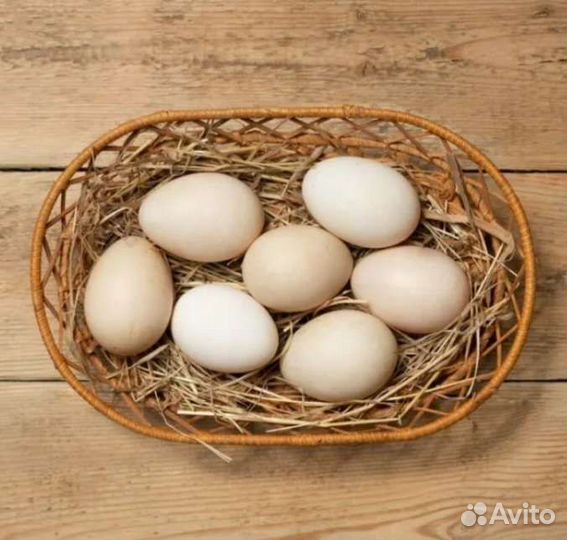 Утиные инкубационные яйца