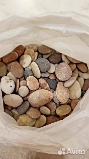 Продаю ракушки, рапаны, морские камни