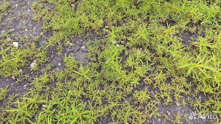 Растения для сада ирисы астра кохия мята лимонник